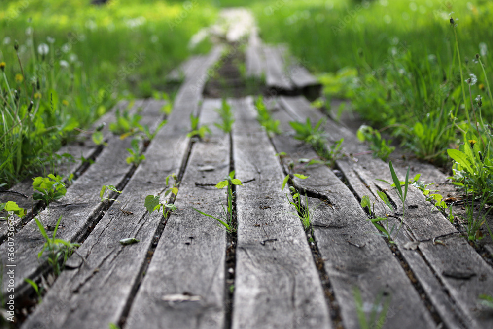 An old damaged wooden path in a park with some missing boards and with small green plants between boards. Photo in perspective with selective focus An old damaged wooden path in a park with some missing boards and with small green plants between boards. Photo in perspective with selective focus