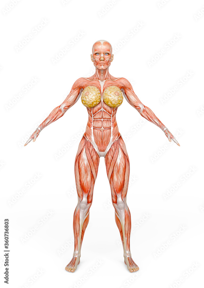 female bodybuilding in muscle maps in white background female bodybuilding in muscle maps in white background