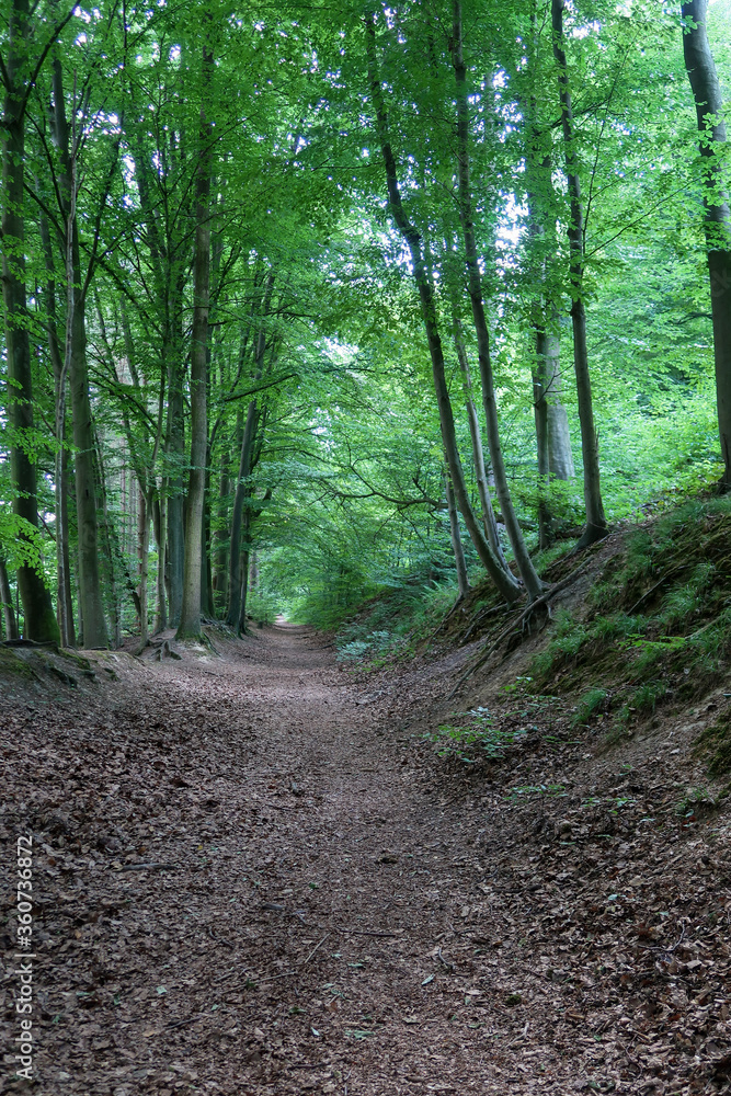 Obraz premium path in the forest