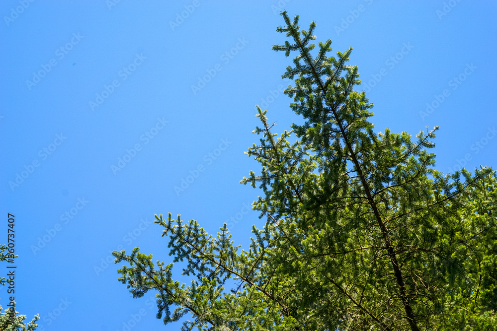 Baumwipfel einer Tanne mit grünen Nadeln in Bayern vor blauem Himmel. Baumwipfel einer Tanne mit grünen Nadeln in Bayern vor blauem Himmel.