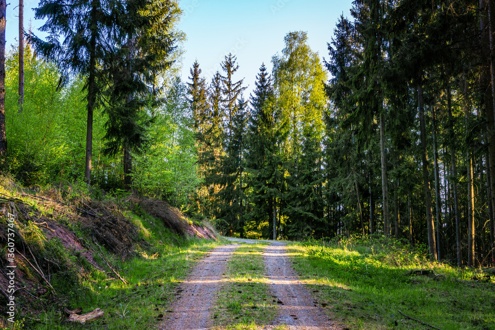 Fototapeta premium Waldweg zwischen Bayern und Thüringen geht aufwärts mit grünem Mischwald links und rechts. Tag, Sommer, Deutschland.