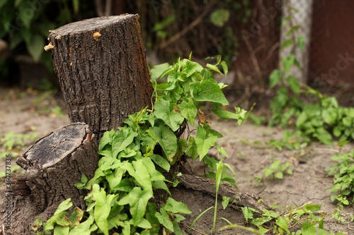 old tree stump