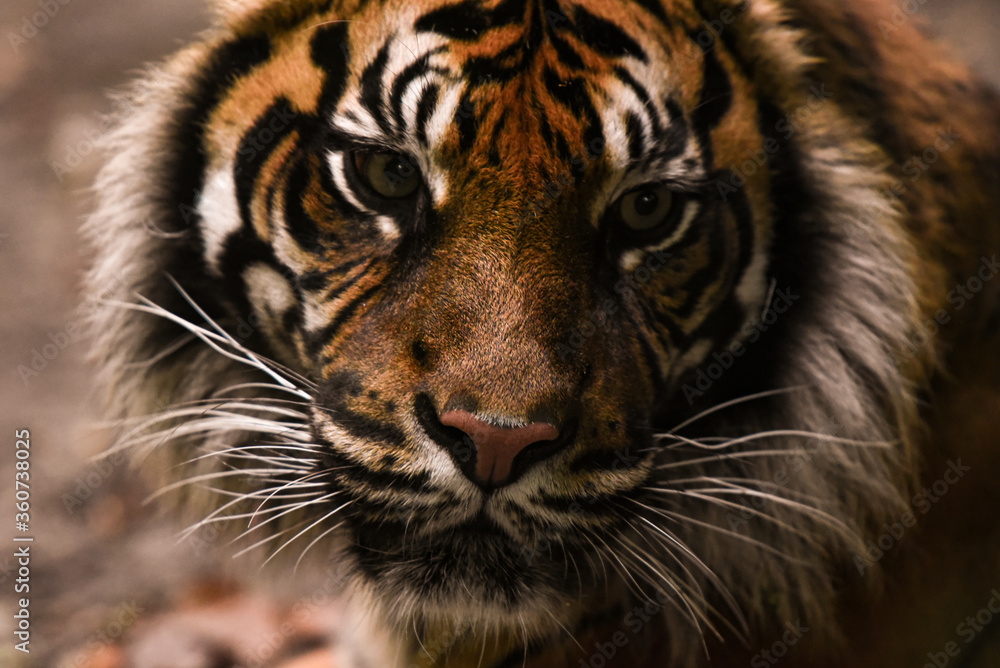 tiger tiger