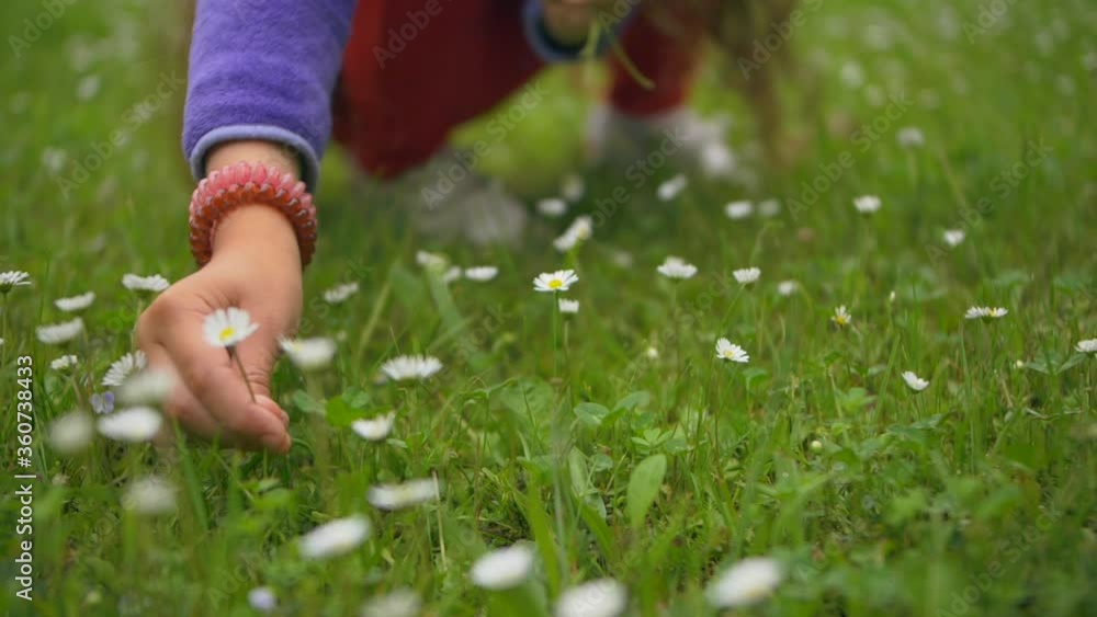 Close-up girl in hat at sunset collects daisies. Slow motion video Close-up girl in hat at sunset collects daisies. Slow motion video