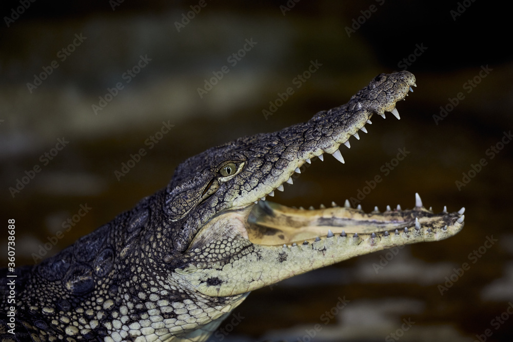 Fototapeta premium Portrait of a Nile crocodile with sharp teeth waiting for the victim