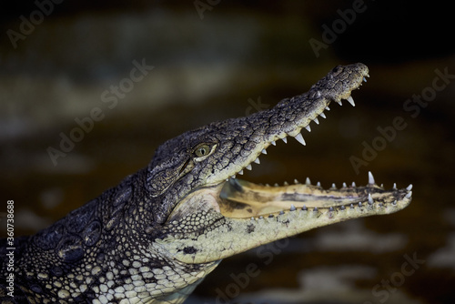 Portrait of a Nile crocodile with sharp teeth waiting for the victim