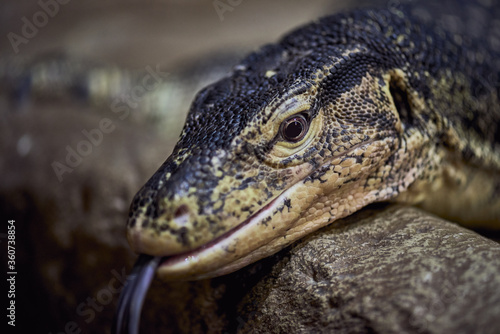 Portrait of a Nile monitor lizard in stones