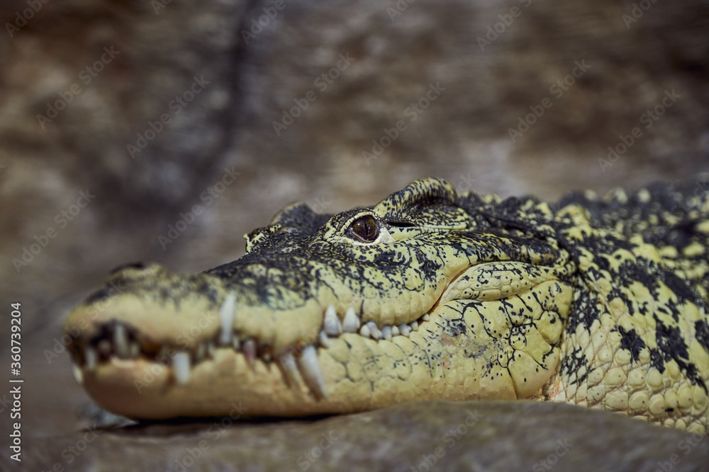 A portrait of a Crocodile acute-pointed with sharp teeth awaits a victim A portrait of a Crocodile acute-pointed with sharp teeth awaits a victim