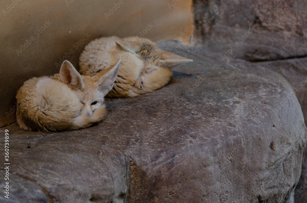 Fototapeta premium Cute fennec foxes (Vulpes zerda)