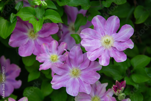 pink clematis flowers with green leaves on a vine