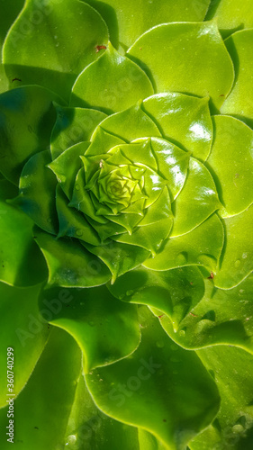 green leaf background