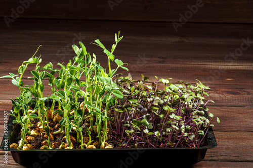 Mixed Microgreens in box on wooden table background.