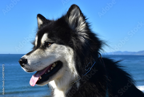 Fluffy Alaskan Malamute Dog Sitting By the Ocean photo