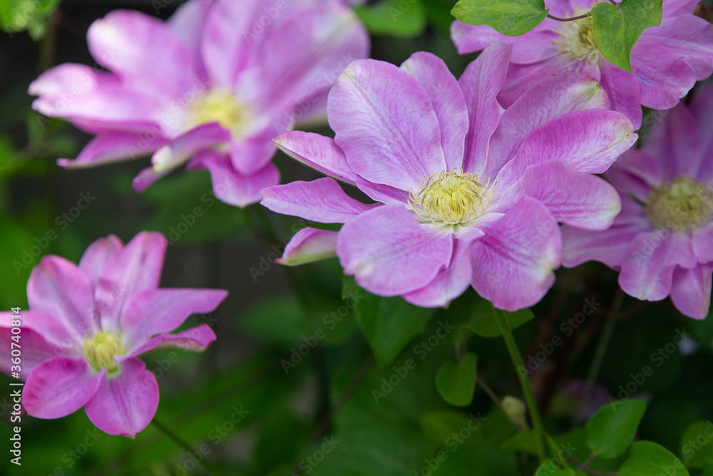 pink clematis flowers with green leaves on a vine pink clematis flowers with green leaves on a vine