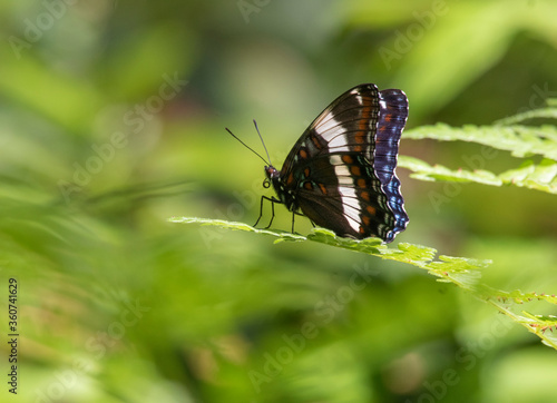 A White Admiral Butterfly with wings folded resting on green leaves in Algonquin park © kburgess