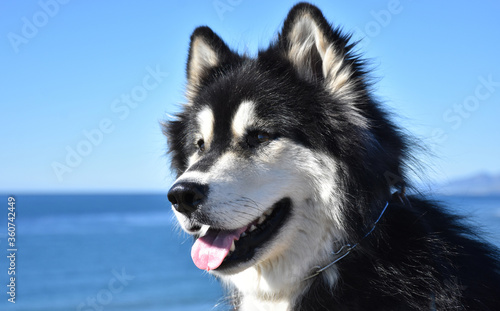 Beautiful Fluffy Siberian Husky Dog at the Ocean photo