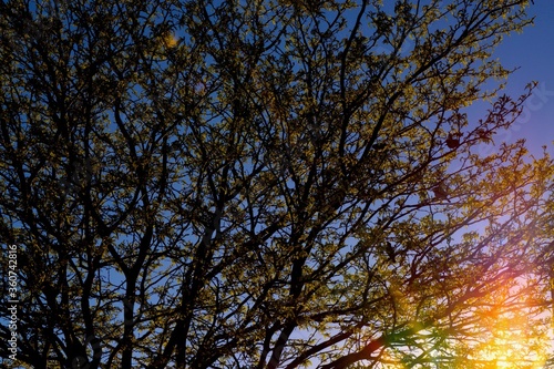 Trees and Light, South East City Park, Canyon, Texas.
