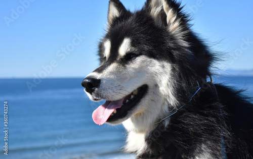 Tongue Hanging out of the Mouth of an Alaskan Malamute Dog photo