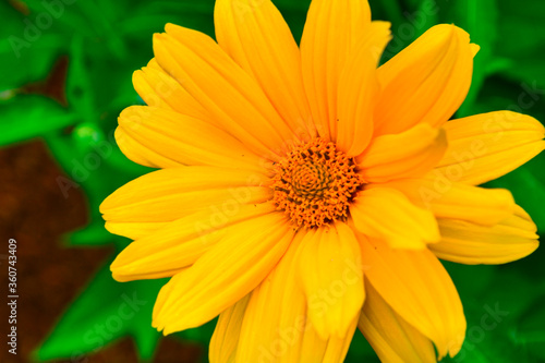 yellow flower in the garden