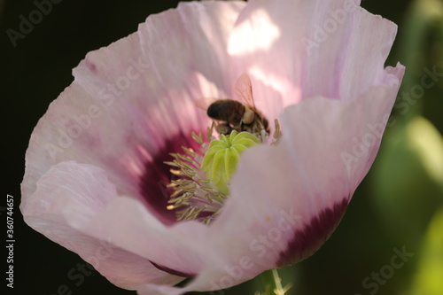 fioletowy  kwiat  maku  i  dziki  owad  w  blasku  słońca