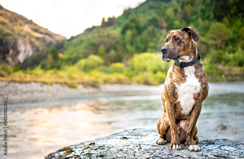 portrait of a dog by the river