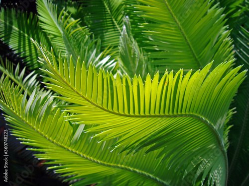 Sago palm leaves  Cycas revoluta 