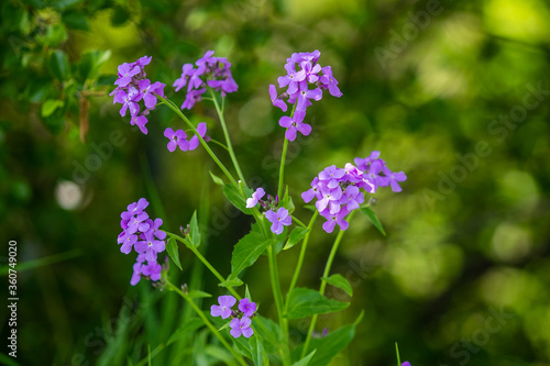 Fototapeta Naklejka Na Ścianę i Meble -  purple flowers in the forest