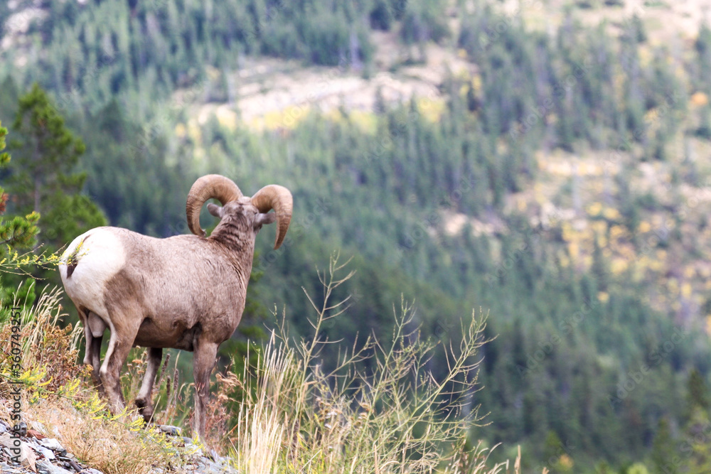 big horn sheep in the mountains big horn sheep in the mountains