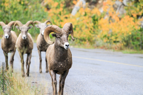 big horn sheep in the mountains