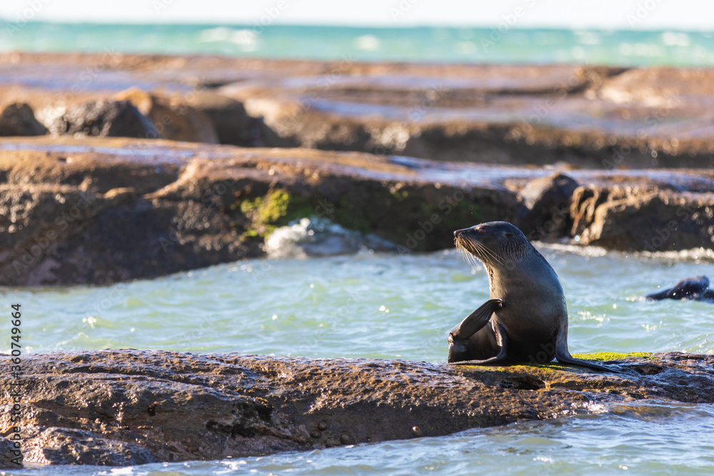 Fototapeta premium sea lion on the rocks