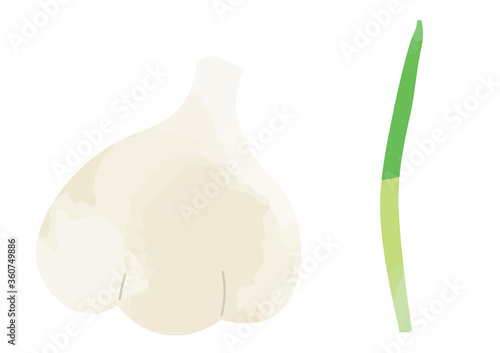 ニンニクとニンニクの芽のイラスト