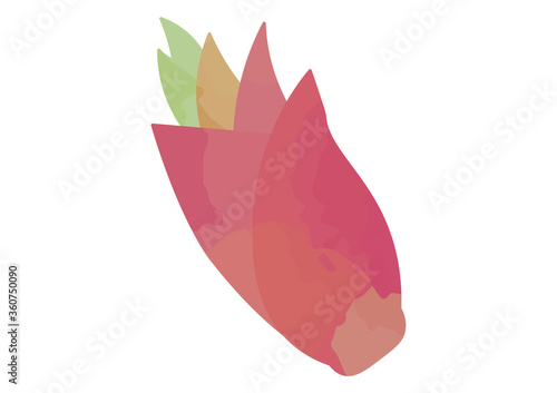ミョウガのイラスト