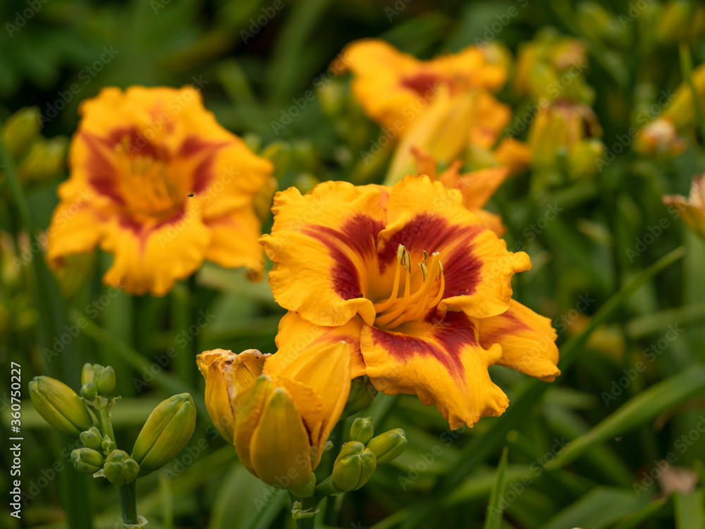 Closeup of a large yellow and orange Hemerocallis day lily blooming in a garden Closeup of a large yellow and orange Hemerocallis day lily blooming in a garden