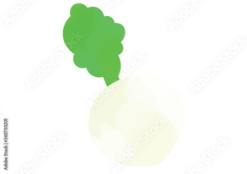 カブのイラスト