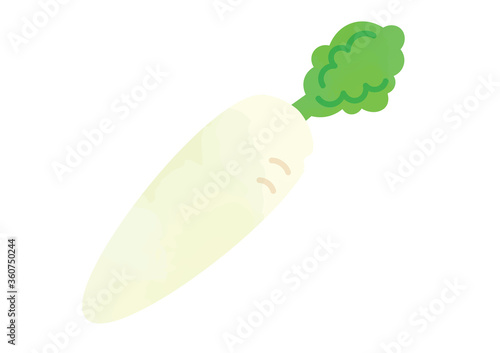 ダイコンのイラスト