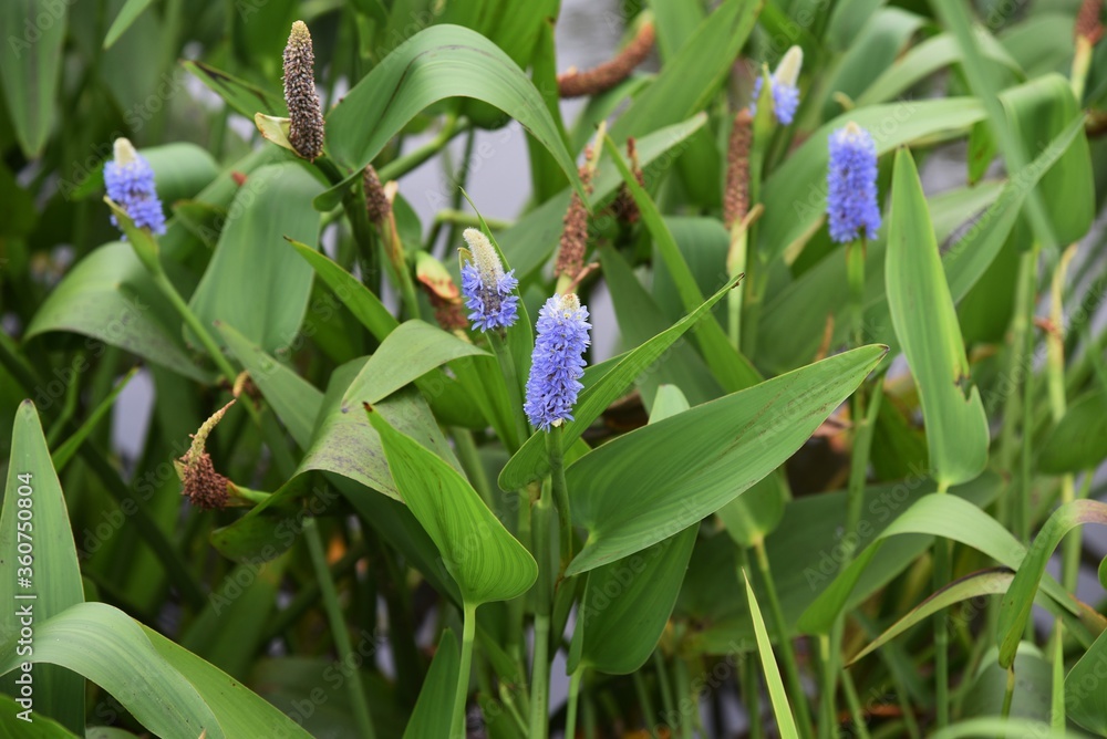 Pickerelweed (Pontederia cordata) is an aquatic plant of Pontederiaceae perennial that blooms pale bluish purple flowers with spikes from May to October. Pickerelweed (Pontederia cordata) is an aquatic plant of Pontederiaceae perennial that blooms pale bluish purple flowers with spikes from May to October.