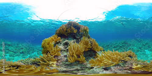 Underwater fish reef marine 360VR. Tropical colorful underwater seascape with coral reef. Panglao  Philippines.