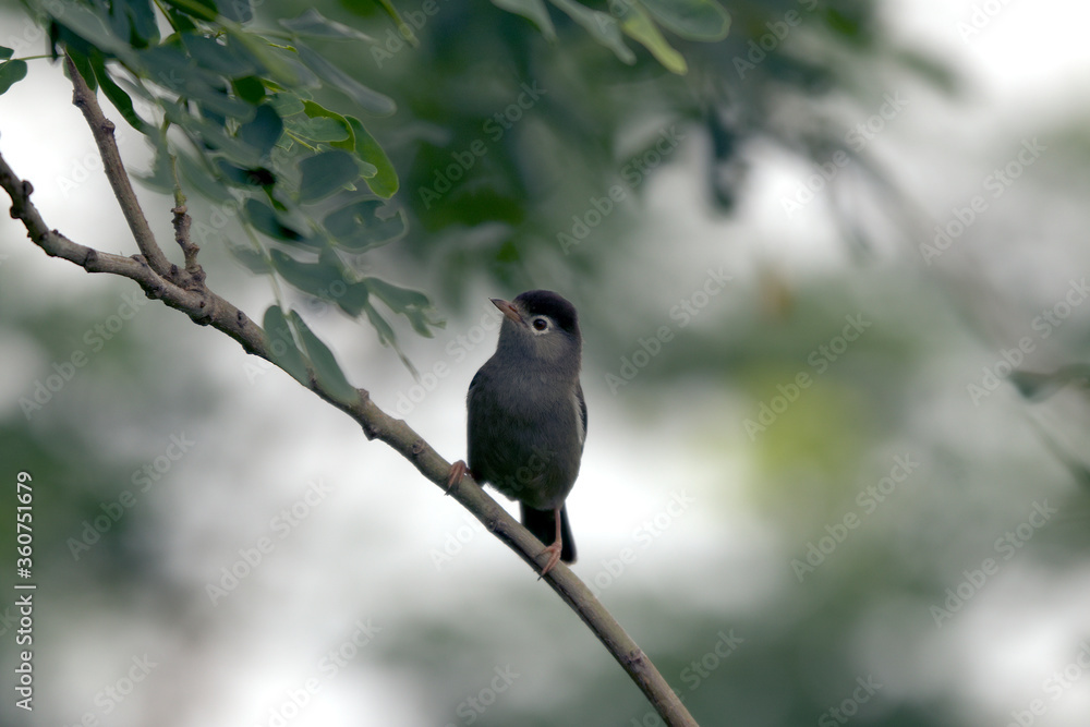 São Tomé Speirops (Zoesterops lugubris) São Tomé Speirops (Zoesterops lugubris)