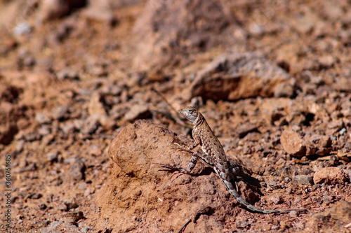 Female Elegant Earless Lizard posing on a rock on a desert trail © Matthew