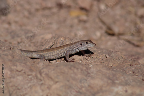 Chihuahuan Spotted Whiptail curiously perring between ridges in the mountain desert trail