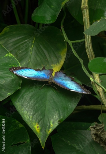 Vertical shot of a Blue Morpho Butterfly on a green leaf photo