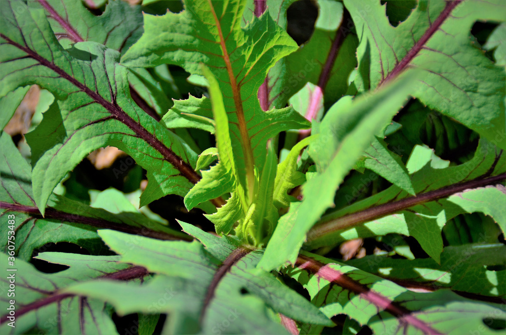 Folhas da Lactuca canadensis crescendo na horta Folhas da Lactuca canadensis crescendo na horta