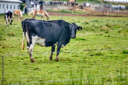 cow in the field