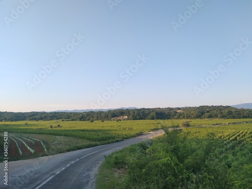Road through vineyards in Vrbnik  island Krk