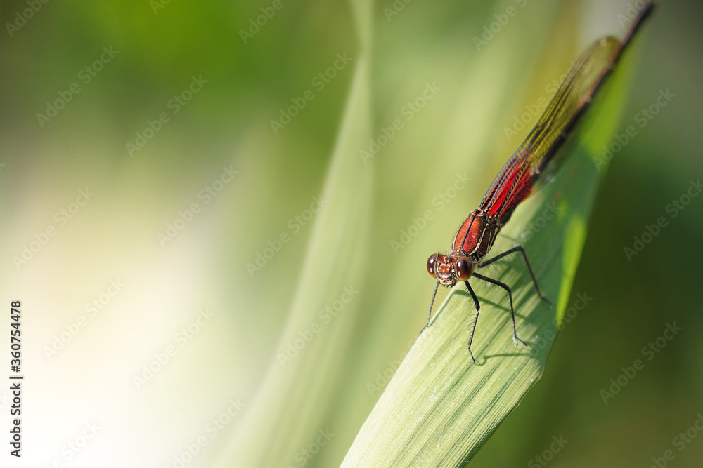 Red Dragonfly Red Dragonfly