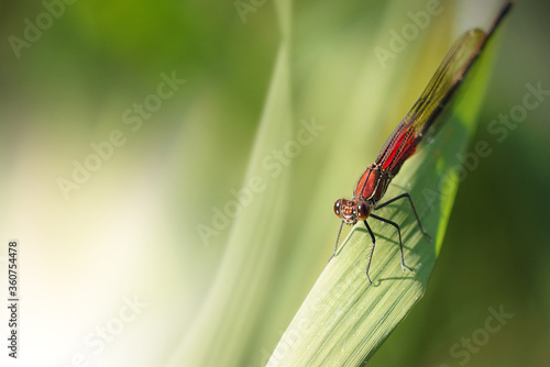 Red Dragonfly