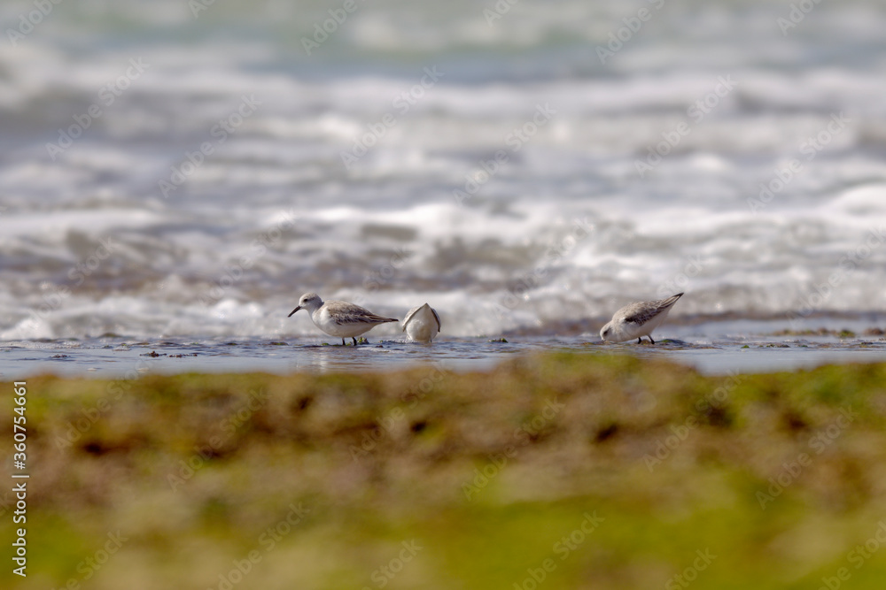 Group of little stints, foraging at the Algarve coast Group of little stints, foraging at the Algarve coast