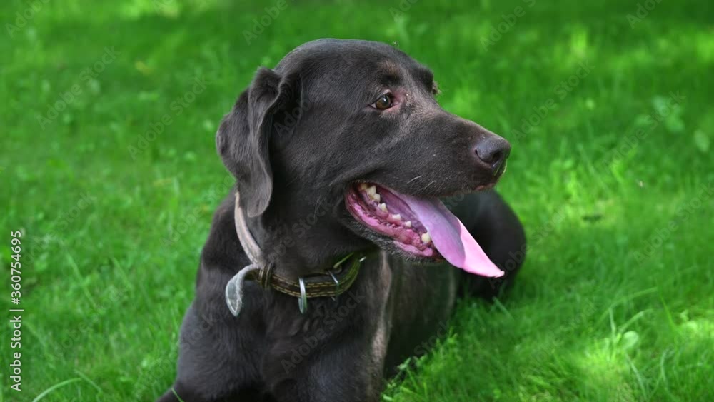 Close-up of a brown labrador lying on a lawn and resting in the shade of trees Close-up of a brown labrador lying on a lawn and resting in the shade of trees