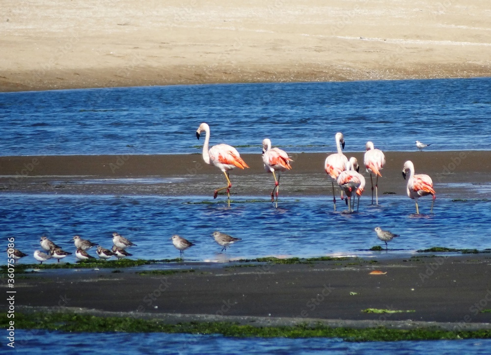Naklejka premium Chilean Flamingo (Phoenicopterus chilensis) at Lagoon Ñapique near Sechura (Piura, Peru)