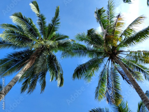 Coconut palm tree foliage under sky. Vintage background. Retro toned poster.